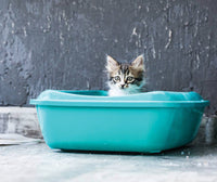 Cat Litter & Accessories